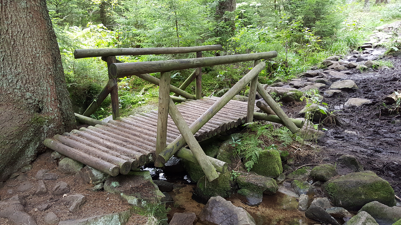 Picture showing a bridge in the jungle